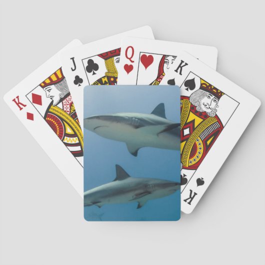 Jeu De Cartes Requin des récifs des Caraïbes (dos)
