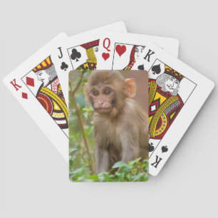 Jeu De Cartes Rhesus Monkey Baby, Monkey Temple, Jaipur