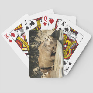 Jeu De Cartes Rhino couché