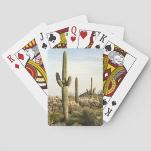 Jeu De Cartes Saguaro Cactus, Arizona, États-Unis