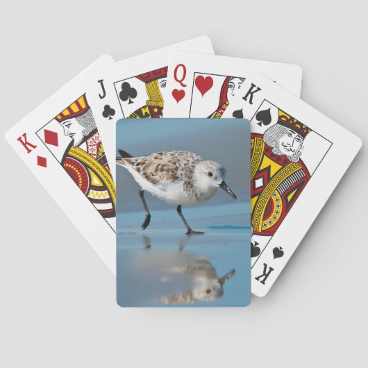Jeu De Cartes Sanderling (Calidris Albe) Alimentation Sur La Pla (dos)