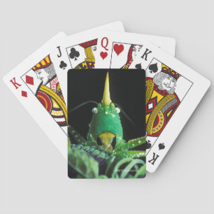 Jeu De Cartes Sauterelle Cône-Dirigée
