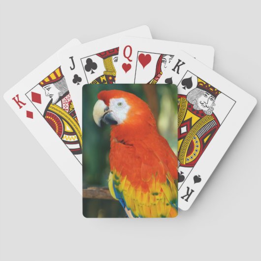 Jeu De Cartes Scarlet Macaw (dos)
