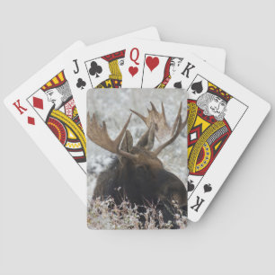 Jeu De Cartes Shiras Bull Moose