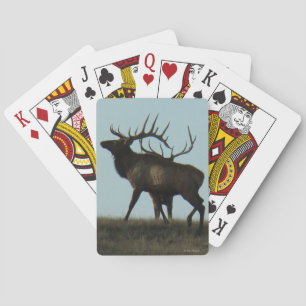 Jeu De Cartes Silhouette de wapiti mâle E14 avec bois à l'horizo