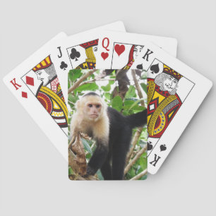 Jeu De Cartes Singe au Costa Rica