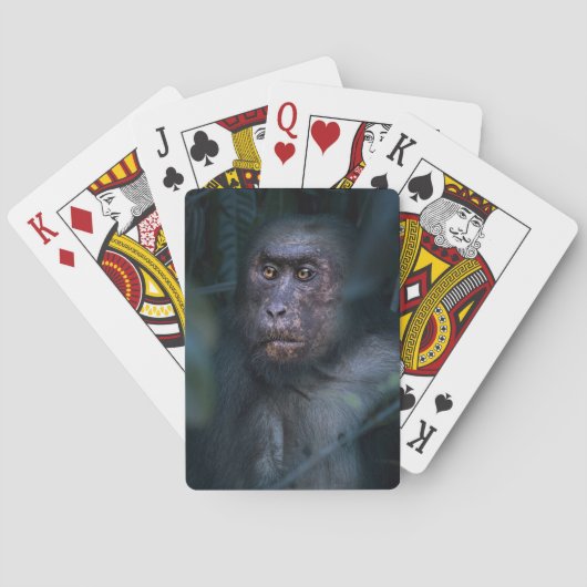 Jeu De Cartes Singe dans la jungle (dos)