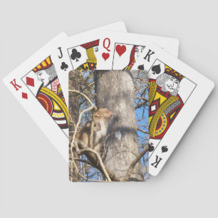 Jeu De Cartes singe de macaque du rhésus 002a recherchant