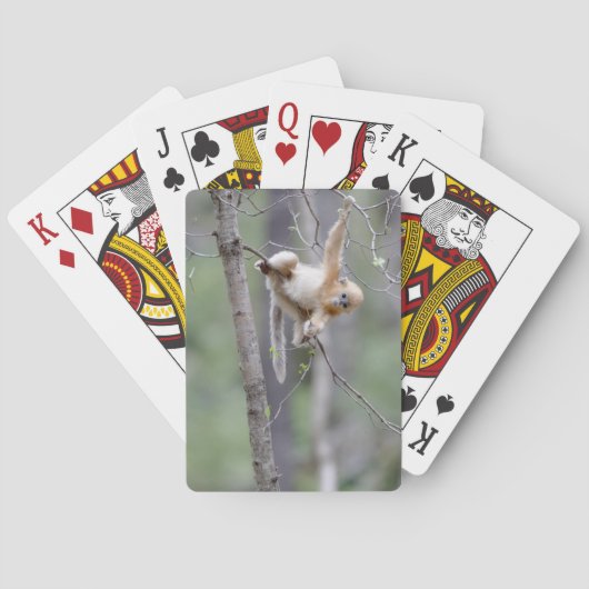 Jeu De Cartes Singe doré mou à nez serré sur les branches d'arbr (dos)