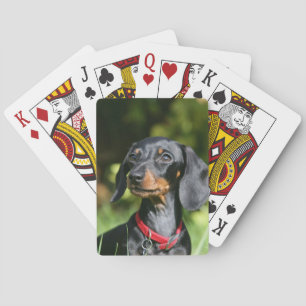 Jeu De Cartes Smooth-haired Miniature Dachshund 3