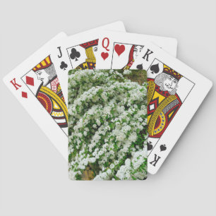 Jeu De Cartes Spirea Arguta