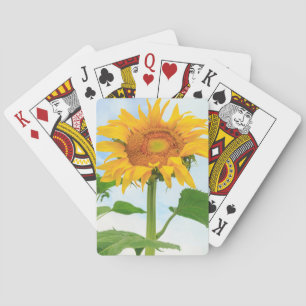 Jeu De Cartes Sunflower, jardin communautaire, Moses Lake, WA, É