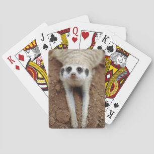 Jeu De Cartes Suricate (Suricata Suricatta) se rafraîchissant