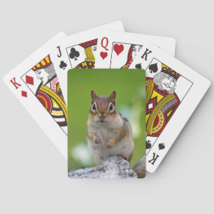 Jeu De Cartes Tamia se reposant sur une roche