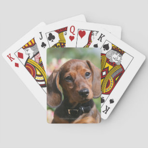 Jeu De Cartes Tan Miniture Dachshund