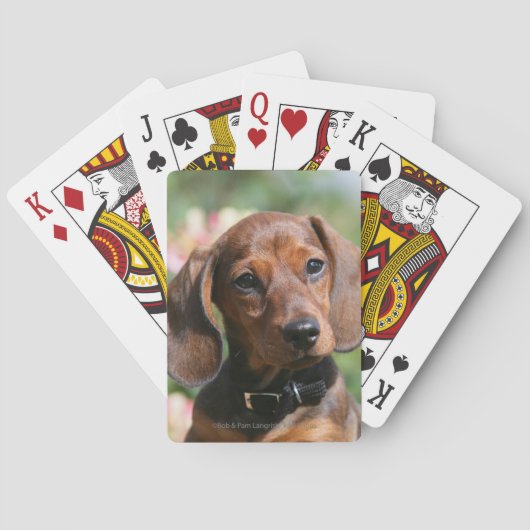 Jeu De Cartes Tan Miniture Dachshund (dos)