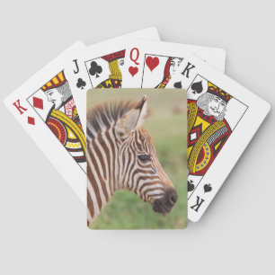 Jeu De Cartes Tête de bébé zèbre, Tanzanie