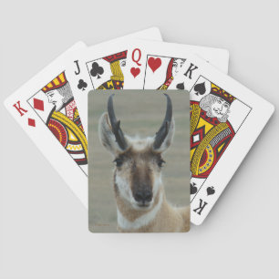 Jeu De Cartes Tête de jeune mâle d'antilope pronghorn A30