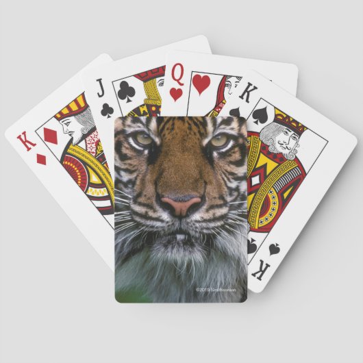 Jeu De Cartes Tête et visage de tigre (dos)
