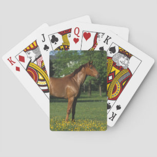 Jeu De Cartes Thoroughbred Horse
