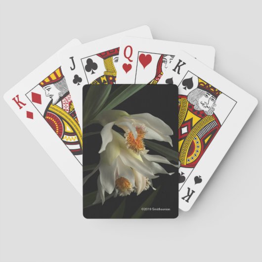 Jeu De Cartes Thunia Marshalliana (dos)