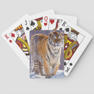 Jeu De Cartes Tigre de Sibérie dans la neige, Chine