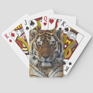 Jeu De Cartes Tigre du Bengale, Panthera tigris, Zoo de Louisvil