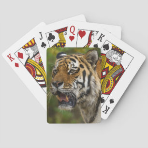Jeu De Cartes Tigre Montrant Ses Dents