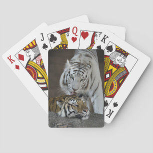 Jeu De Cartes Tigres blancs et Brown au repos