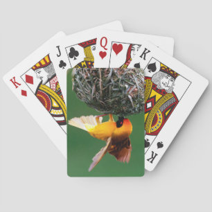 Jeu De Cartes Tisserin masqué africain (Ploceus Velatus)