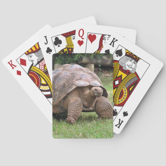 Jeu De Cartes Tortue géante (dos)