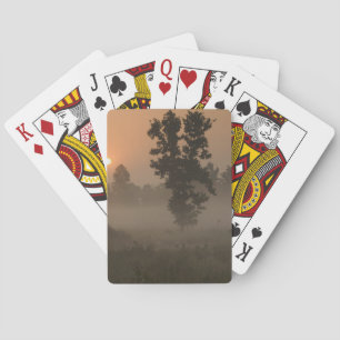 Jeu De Cartes Tôt le matin, soleil levant et brouillard au sol