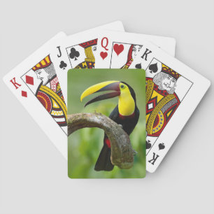 Jeu De Cartes Toucan assis sur la branche dans la forêt