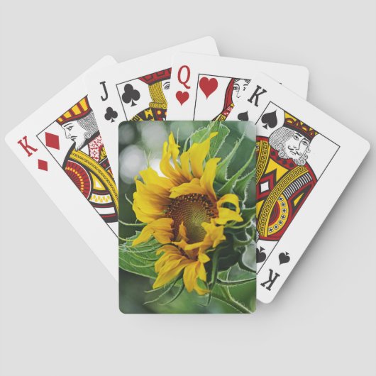 Jeu De Cartes Tournesol (dos)