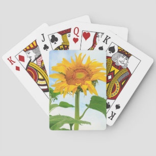 Jeu De Cartes Tournesol, jardin communautaire, Moses Lake, WA, É