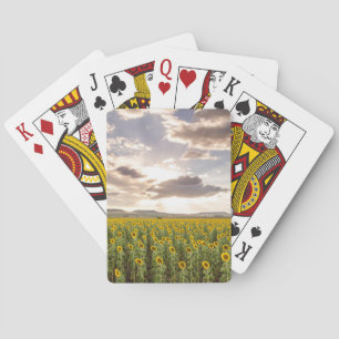 Jeu De Cartes Tournesols au coucher du soleil