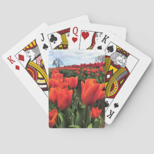 Jeu De Cartes Tulips orange à Field, Oregon