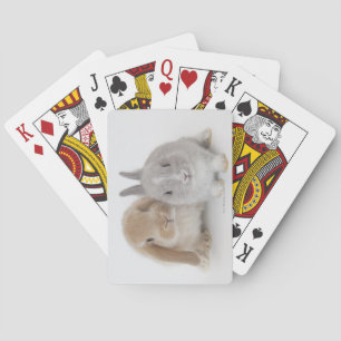 Jeu De Cartes Two Netherland Dwarf and Holland Lop bunnies