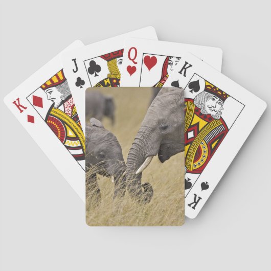 Jeu De Cartes Un éléphant africain paissant dans les champs (dos)