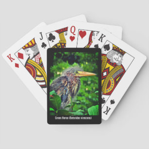 Jeu De Cartes Un jeune Héron vert (Butorides virescens)