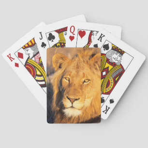 Jeu De Cartes Un lion à crinière rouge regardant l'appareil phot