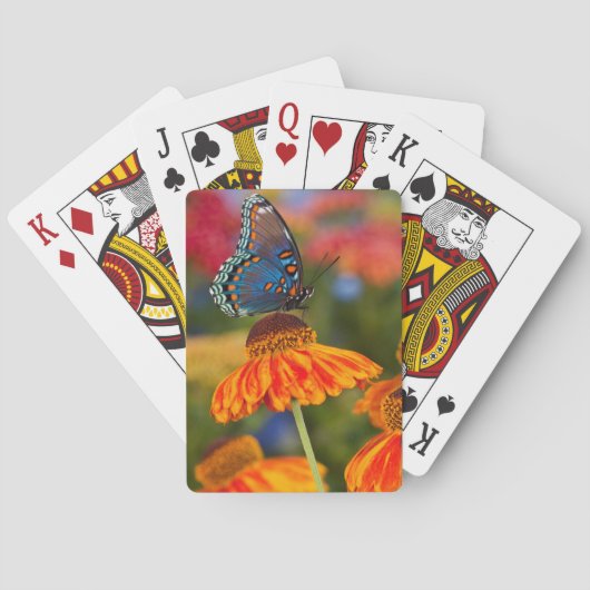 Jeu De Cartes Un Papilio troilus (dos)