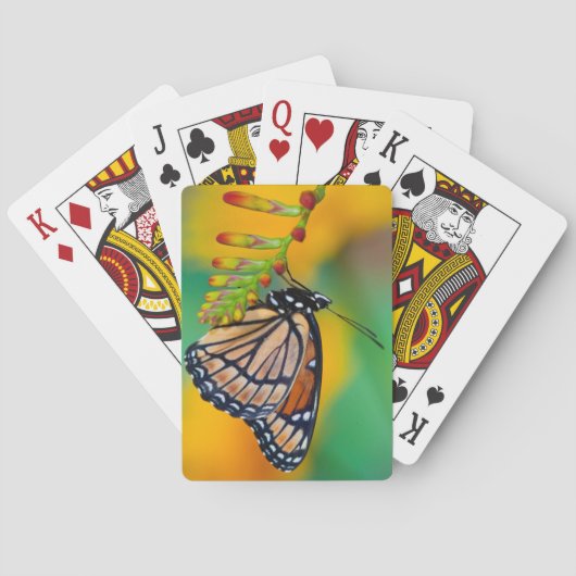 Jeu De Cartes Un papillon amiral sur des fleurs (dos)