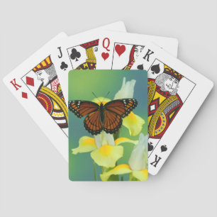 Jeu De Cartes Un papillon Viceroy sur un iris japonais jaune