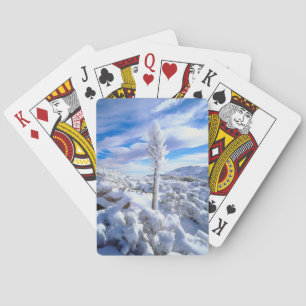 Jeu De Cartes Un yucca enneigé