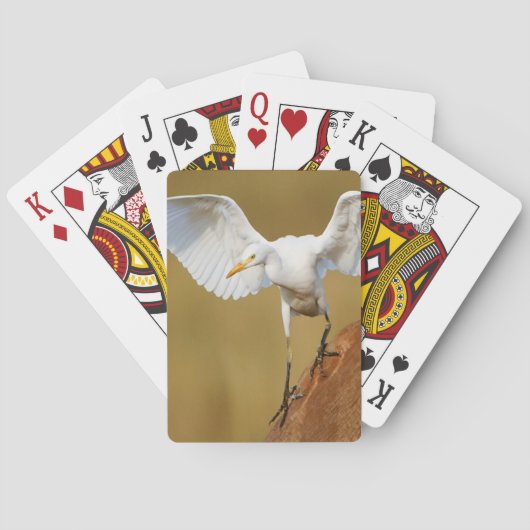 Jeu De Cartes Une aigrette garzette (Bubulcus Ibis) descend (dos)
