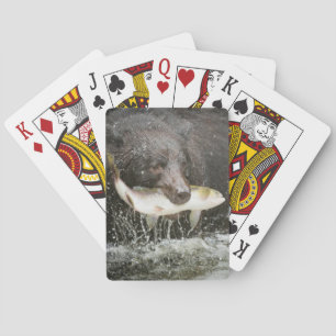 Jeu De Cartes USA, Alaska, Anan Creek. Gros plan sur un ours noi