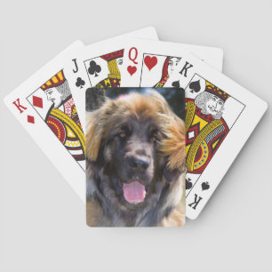 Jeu De Cartes USA, California. Portrait Of Leonberger Sitting