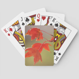 Jeu De Cartes USA, Kansas, Red Leaves In Early Fall