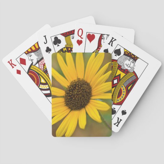 Jeu De Cartes USA, Kansas. Tournesol sauvage (dos)
